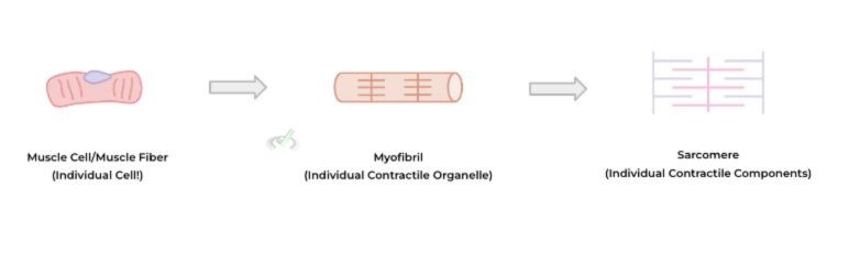 Muscle Cell To Contractile Components