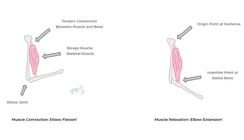 Muscle Contraction