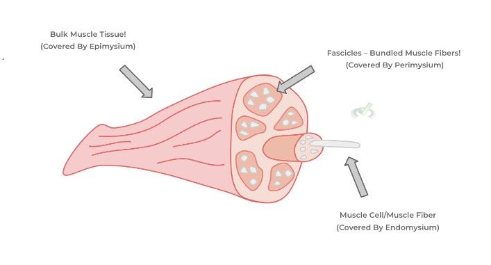 Muscle To Muscle Cell