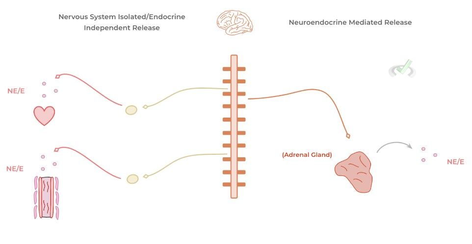 Nervous System Isolated