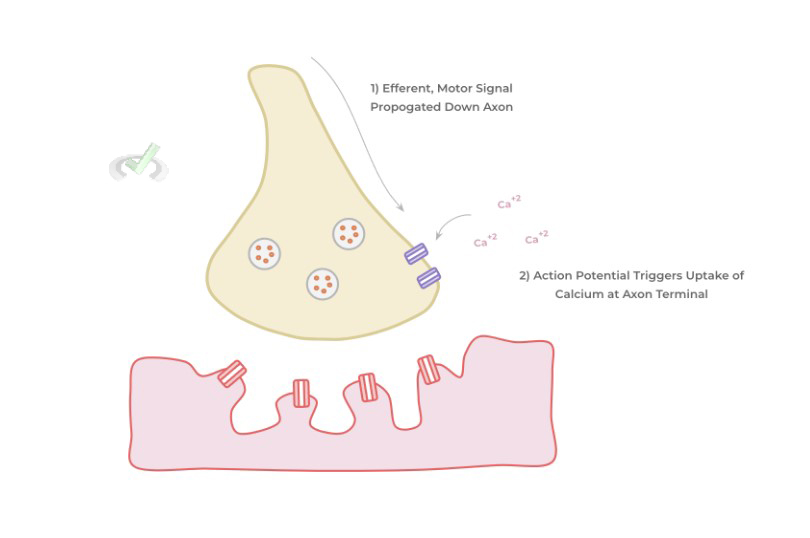 Neuromuscular Junction