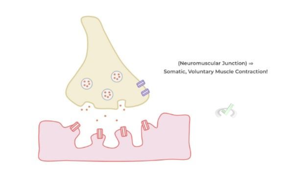 Neuromuscular Junction