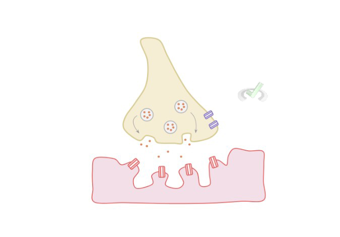 Nicotinic Vs Muscarinic Receptors