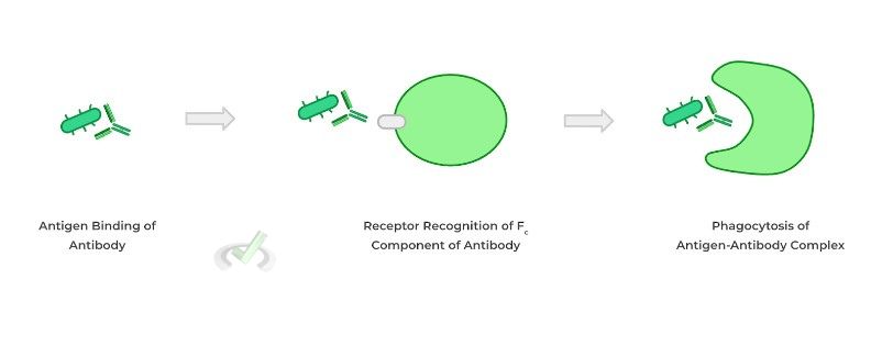 Opsonization