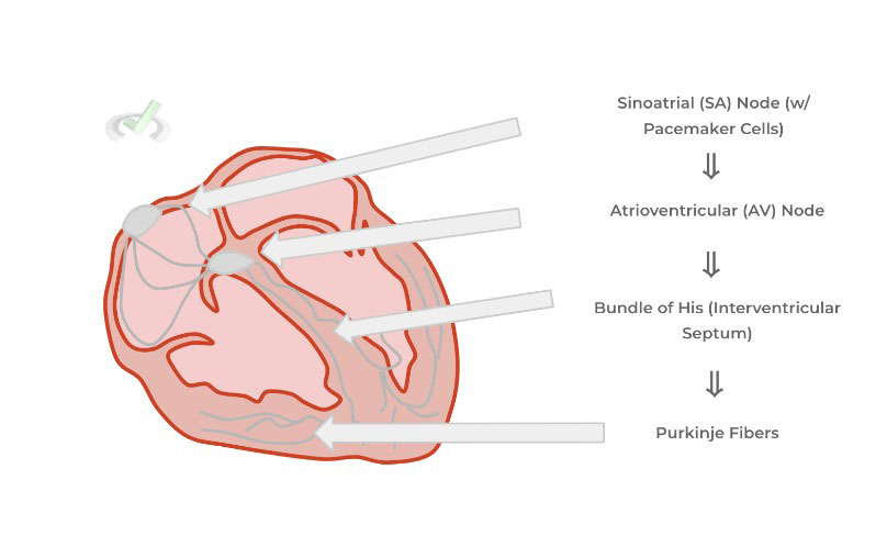 Pacemaker Cells