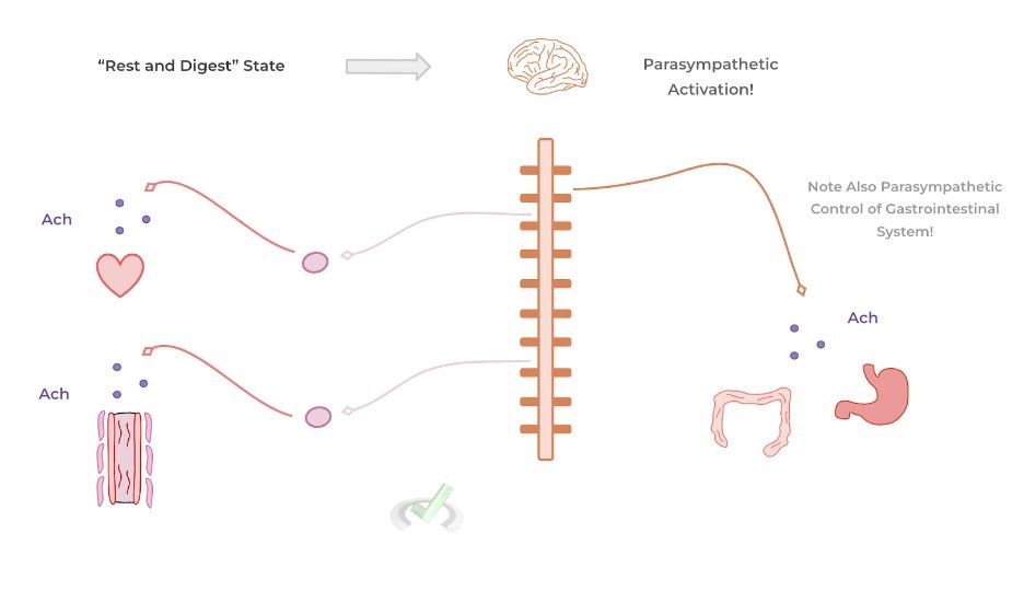 Parasympathetic Response