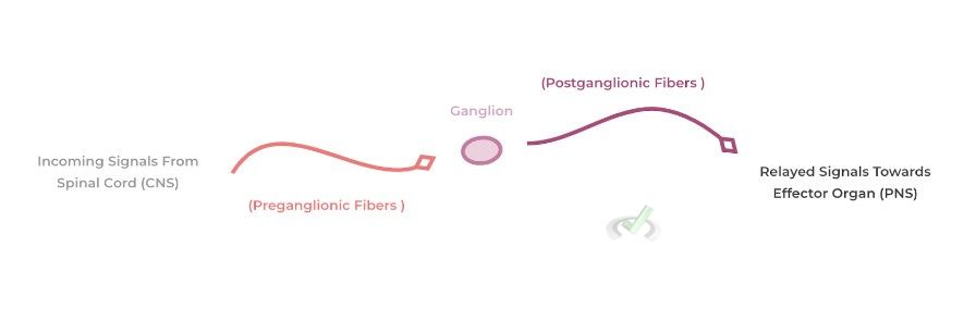 Postganglionic Fibers