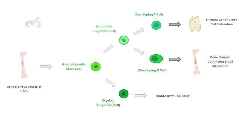 Primary (1˚) Lymphoid Organs