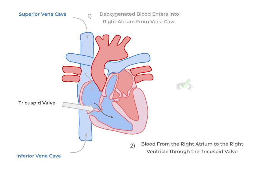 Pulmonary Circulation