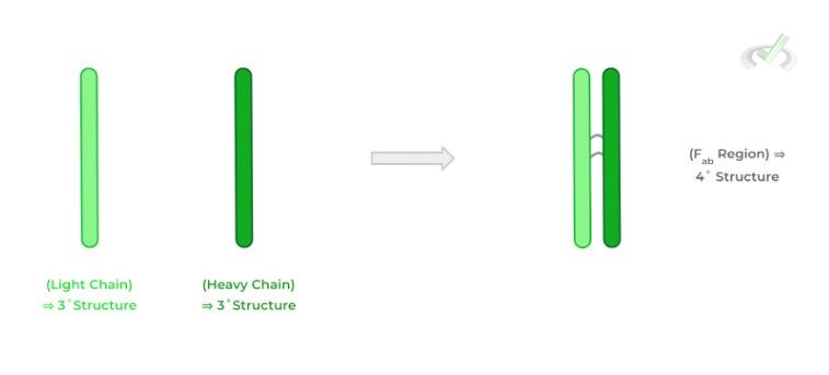 Quaternary (4˚) Structure Of Antibodies