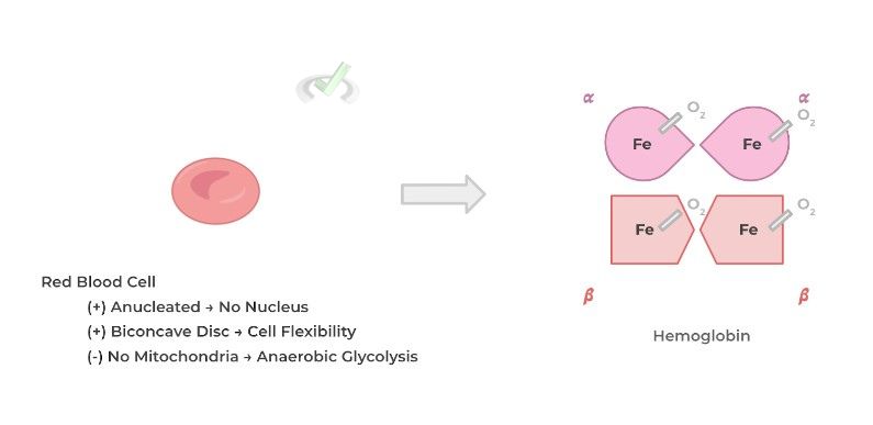 Red Blood Cell - Hemoglobin