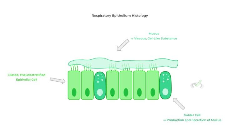 Respiratory Epithelium Histology