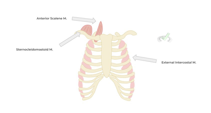 Respiratory