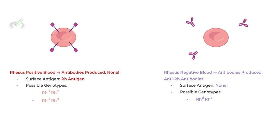 Rhesus Positive - Negative Blood