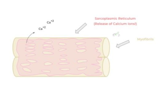 Sarcoplasmic Reticulum