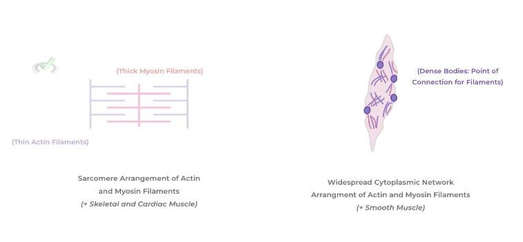 Similarities Between Skeletal, Cardiac, And Smooth Muscle - B