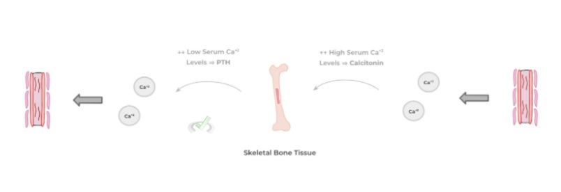 Skeletal Bone Tissue