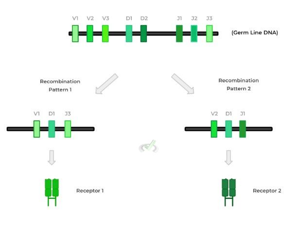 Somatic Recombination