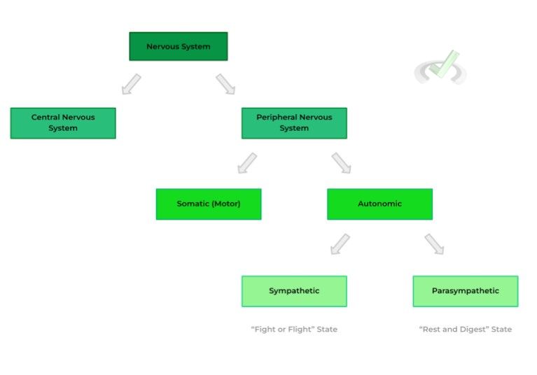 Sympathetic V.s. Parasympathetic Response