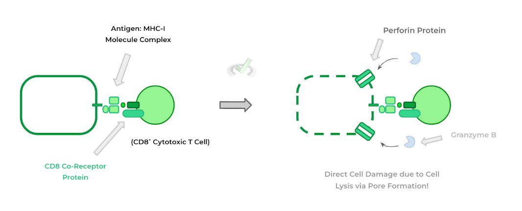 T Cell Lymphocytes