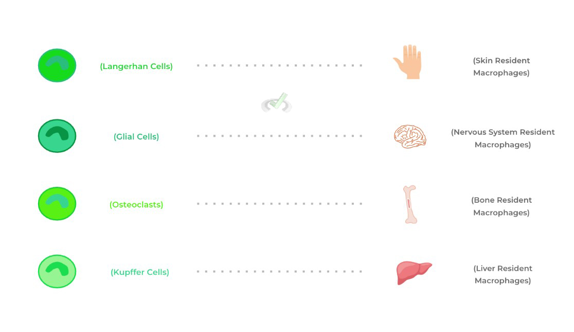 The Resident Macrophages Of The Human Body