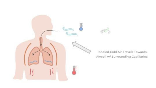 Thermoregulation - A