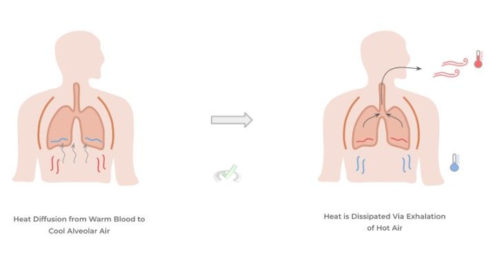 Thermoregulation - B