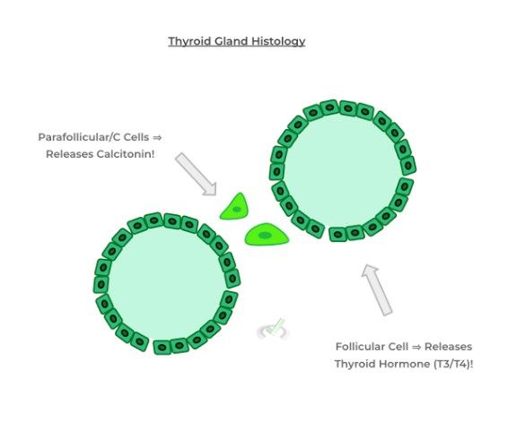 Thyroid Gland Histology