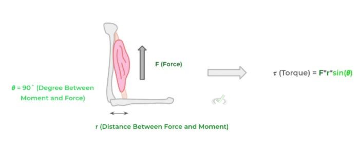 Torque Force And Biceps Curl