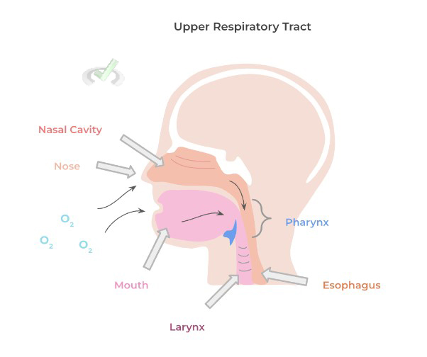 Upper Respiratory Tract