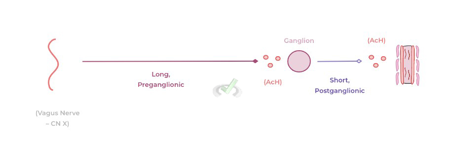 Vagus Nerve