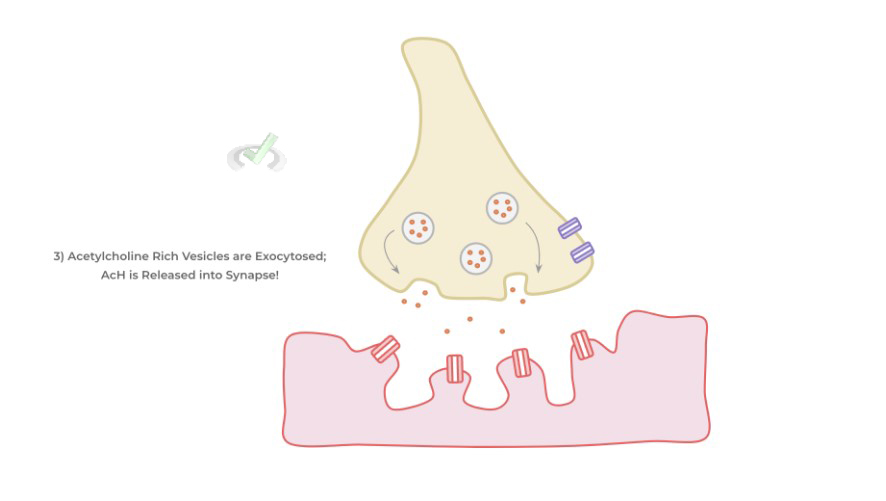 Acetylcholine