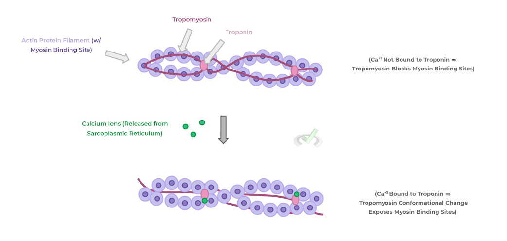 Binding Of Myosin And Actin