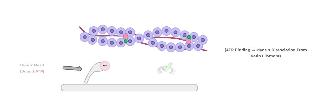 binds a molecule of ATP