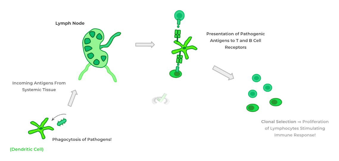 Bridger Cell