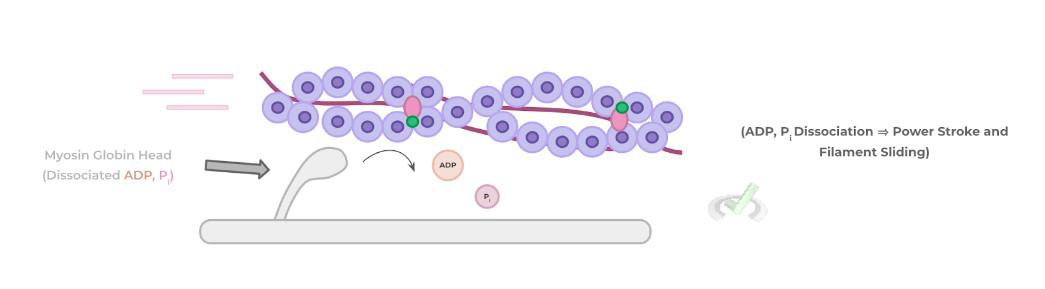 Dissociation Of Adp