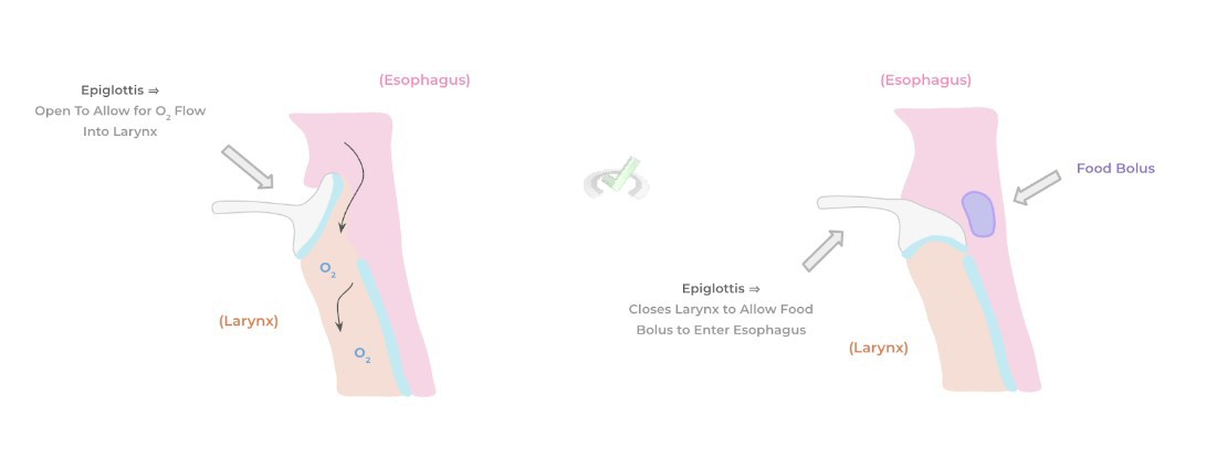 Epiglottis