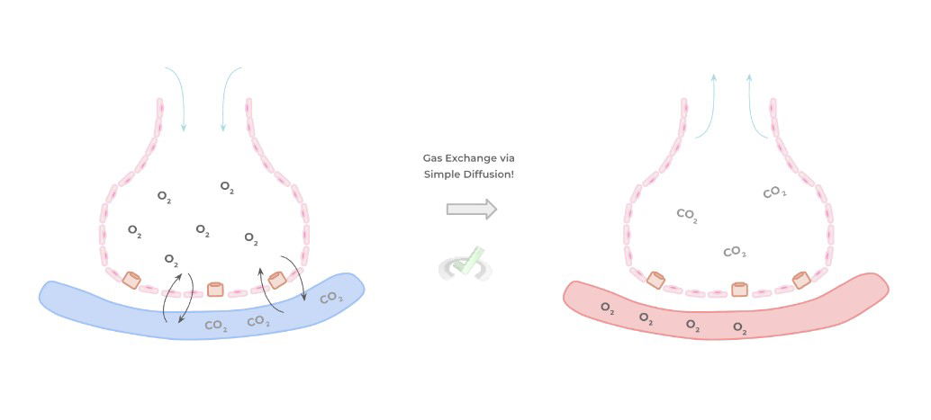 Gas Exchange