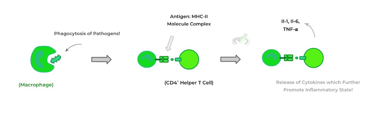 Important Type Of Phagocyte