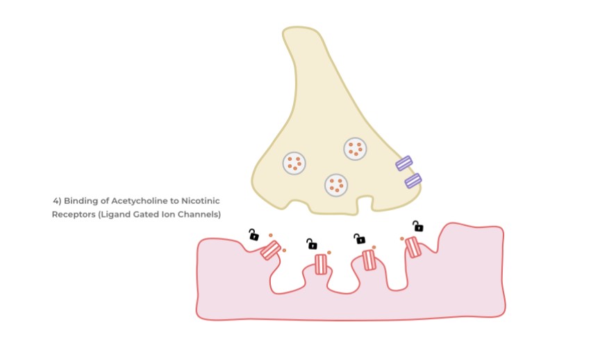 Nicotinic Receptors