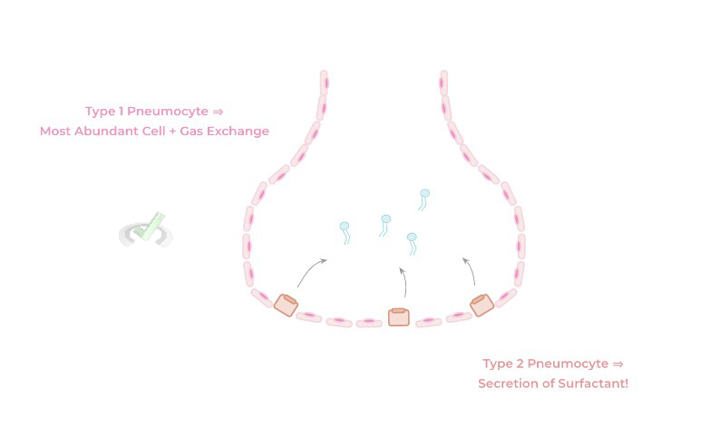 Pneumocyte