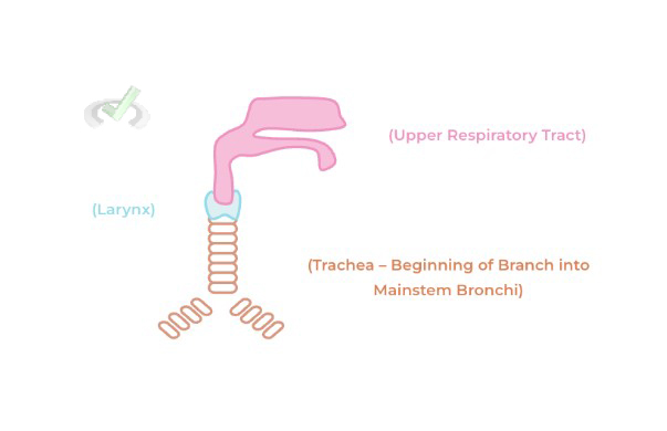 Portion Of The Lung