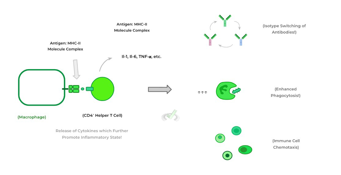 Pro-Inflammatory Cytokines