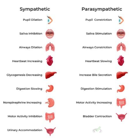 Autonomic Nervous System