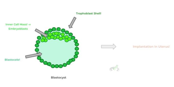 Blastocyst