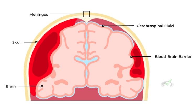 Blood-Brain Barrier