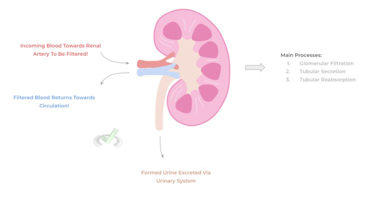 Blood Filtration And Urine Formation