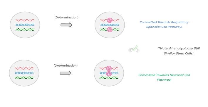 Cell Determination