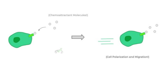 Cell Migration