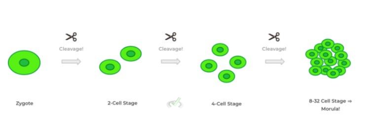 Cell Stages